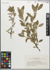 Foto von Salix myrsinifolia Salisb.